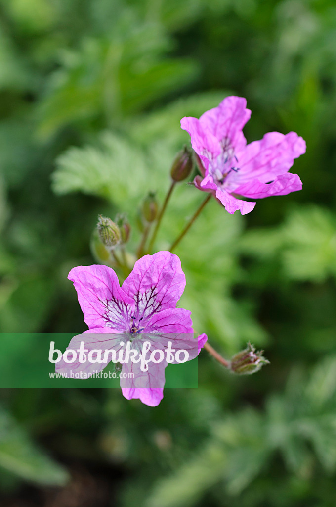 484146 - Pyrenäen-Reiherschnabel (Erodium manescavii)