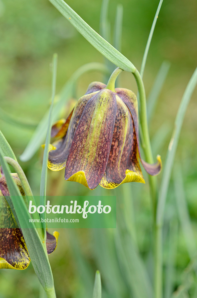 507206 - Pyrenäen-Schachblume (Fritillaria pyrenaica)