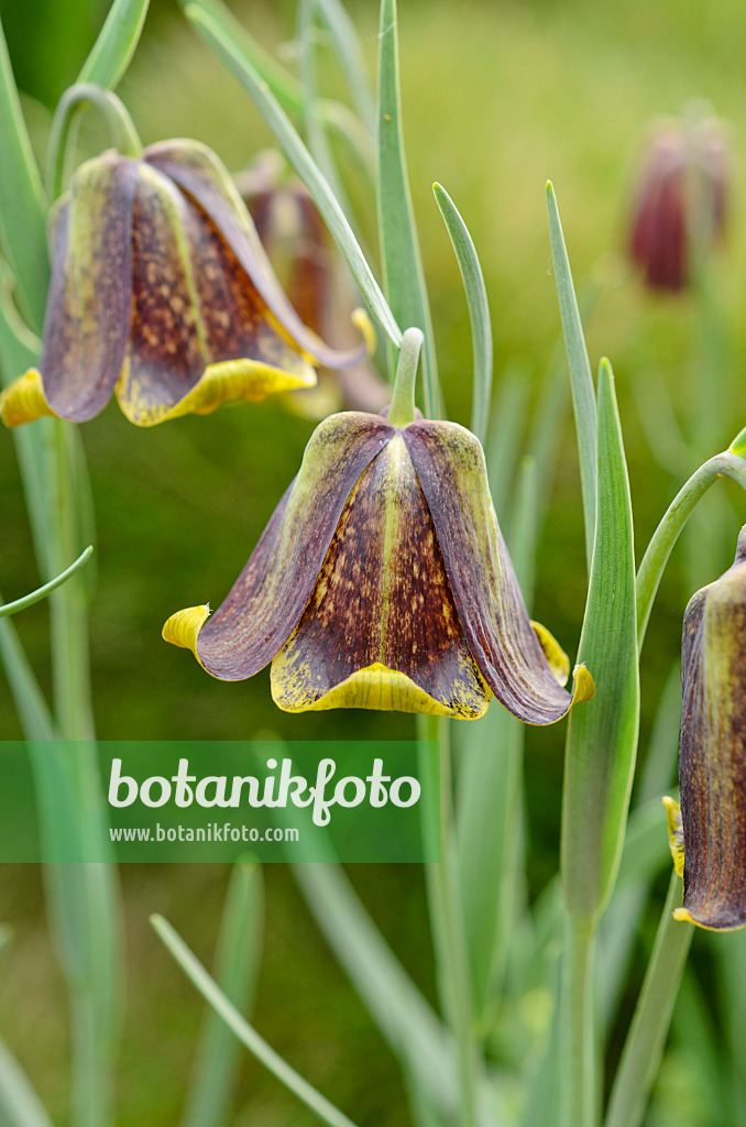 507208 - Pyrenäen-Schachblume (Fritillaria pyrenaica)