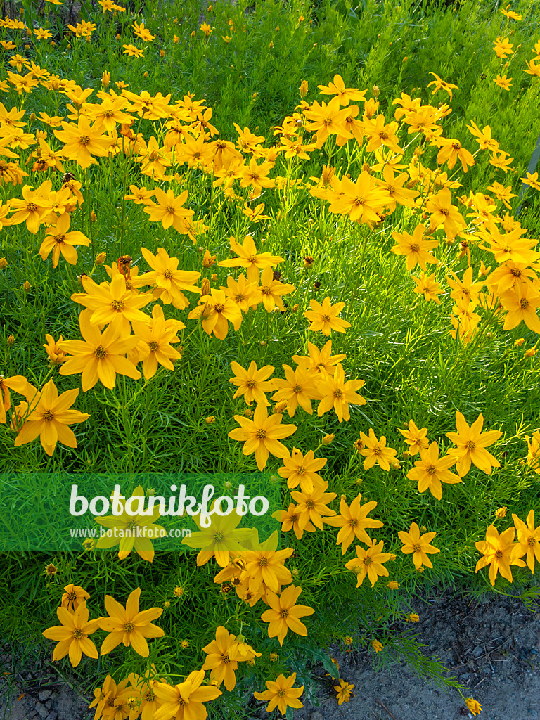 402221 - Quirlblättriges Mädchenauge (Coreopsis verticillata)