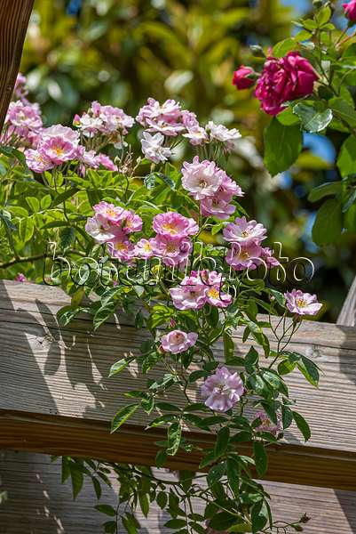 651488 - Ramblerrose (Rosa Apple Blossom)