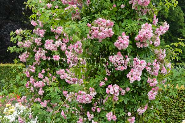 521475 - Ramblerrose (Rosa Blush Rambler)