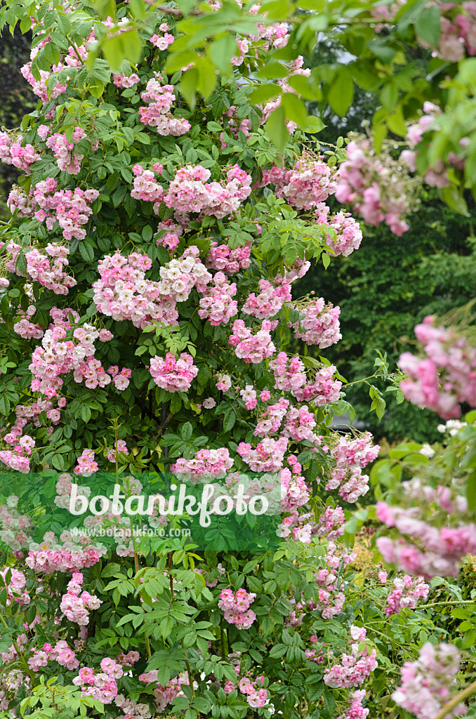 521476 - Ramblerrose (Rosa Blush Rambler)