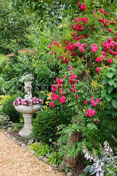 474101 - Ramblerrose (Rosa Super Excelsa) mit einem bepflanzten Brunnen