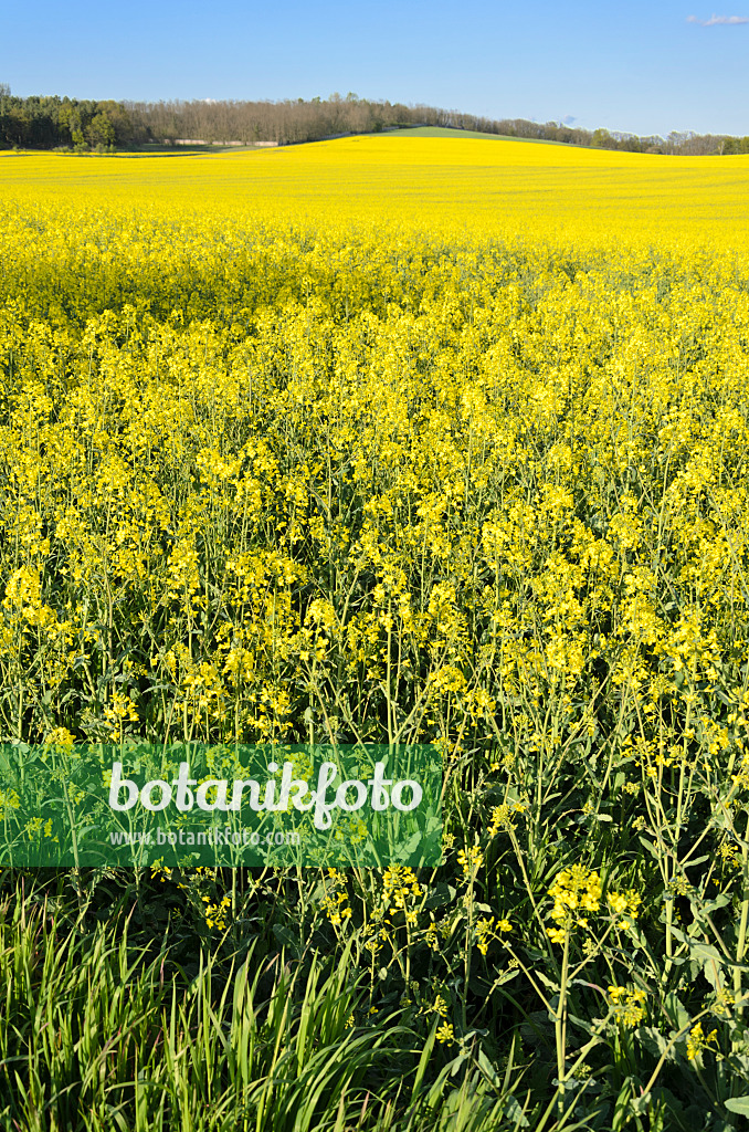 544003 - Raps (Brassica napus subsp. oleifera), Brandenburg, Deutschland