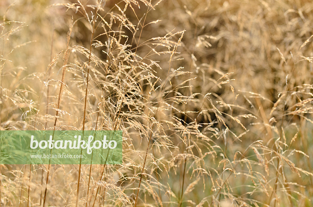 502044 - Rasenschmiele (Deschampsia cespitosa)