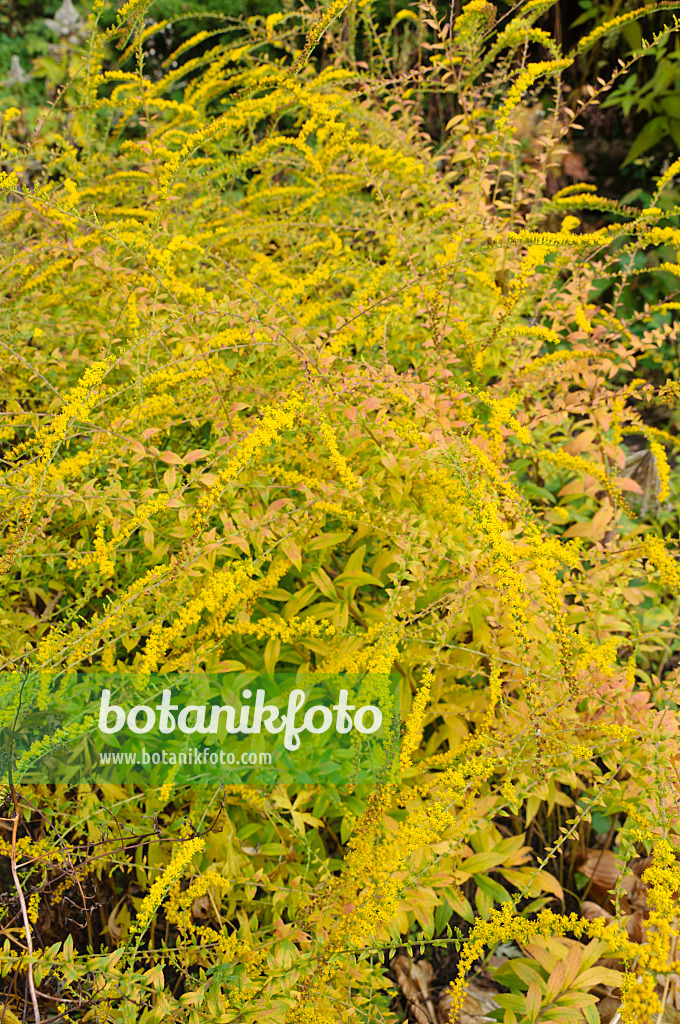 489114 - Raue Goldrute (Solidago rugosa)