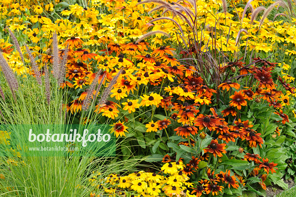 476109 - Rauer Sonnenhut (Rudbeckia hirta)