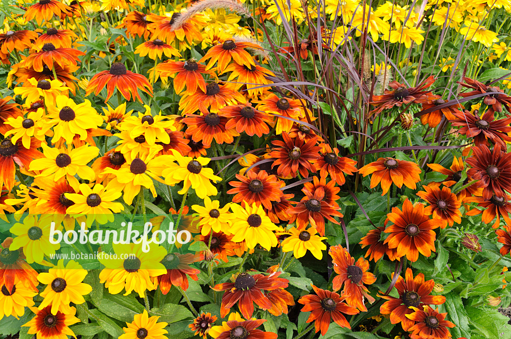 476111 - Rauer Sonnenhut (Rudbeckia hirta)