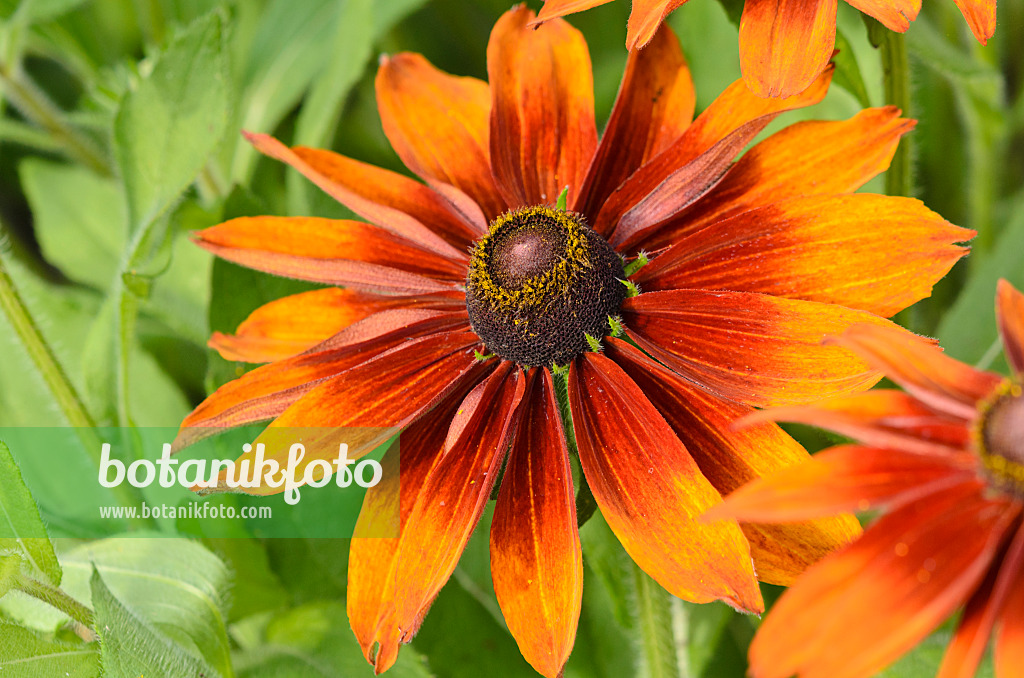 523041 - Rauer Sonnenhut (Rudbeckia hirta 'Cappuccino')