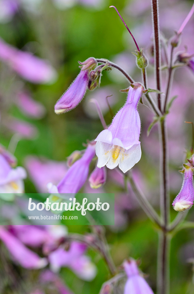 497018 - Rauhaariger Bartfaden (Penstemon hirsutus)