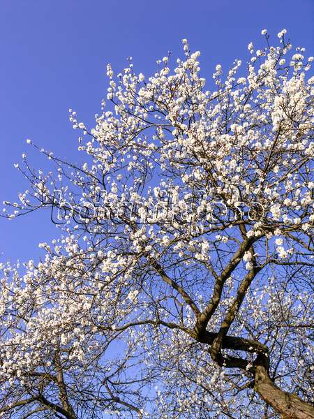 447027 - Rauhe Aprikose (Prunus x dasycarpa)