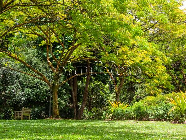411233 - Regenbaum (Albizia saman) bei Sonnenschein in einem gepflegten Park