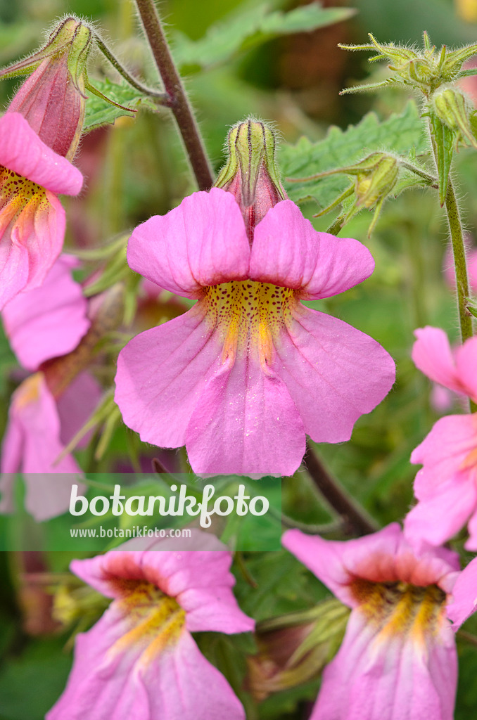 533576 - Rehmannia elata