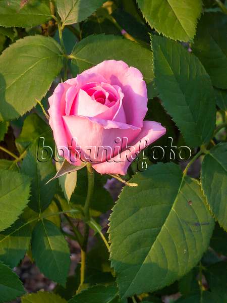 402055 - Remontant-Rose (Rosa Mrs. John Laing)