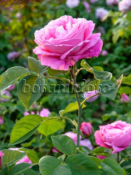 448122 - Remontant-Rose (Rosa Mrs. John Laing)