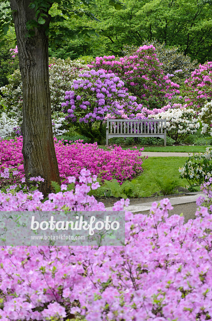 520335 - Rhododendren (Rhododendron) und Azaleen (Rhododendron)