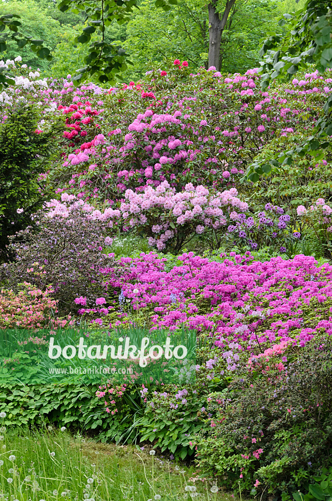 520337 - Rhododendren (Rhododendron) und Azaleen (Rhododendron)