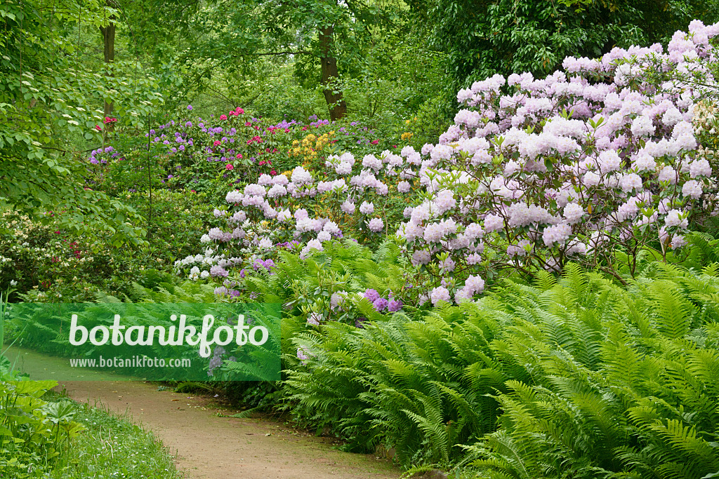 556155 - Rhododendren (Rhododendron) und Europäischer Straußfarn (Matteuccia struthiopteris)