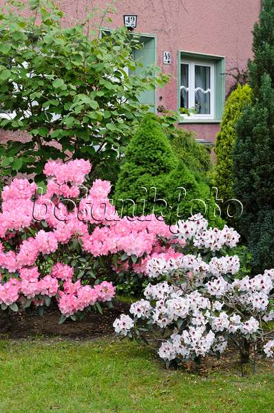 520352 - Rhododendren (Rhododendron) in einem Vorgarten