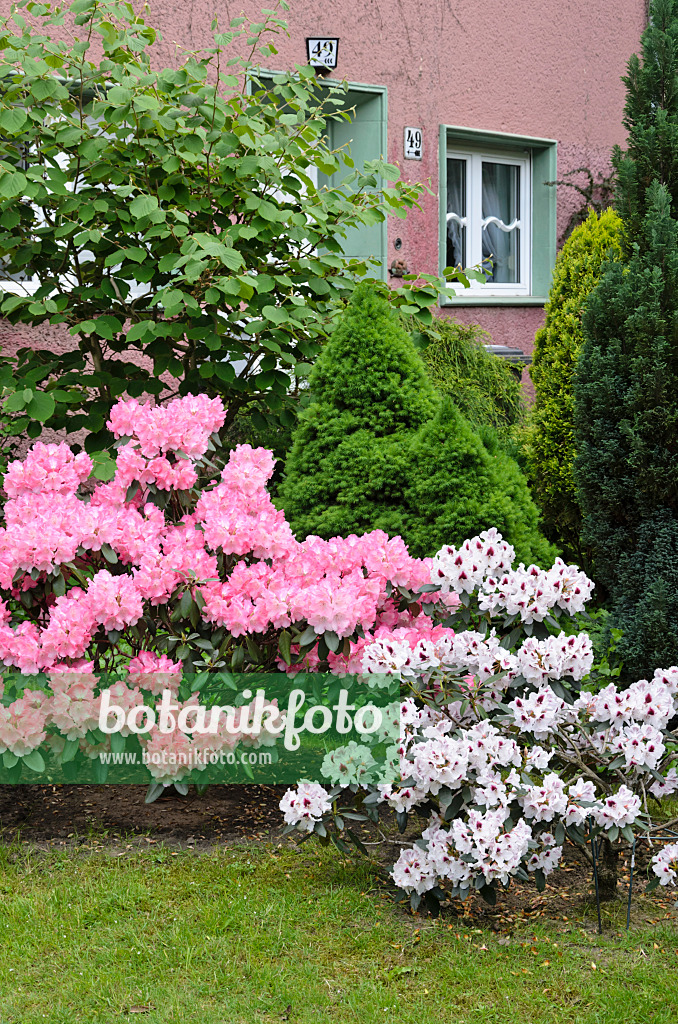 520352 - Rhododendren (Rhododendron) in einem Vorgarten