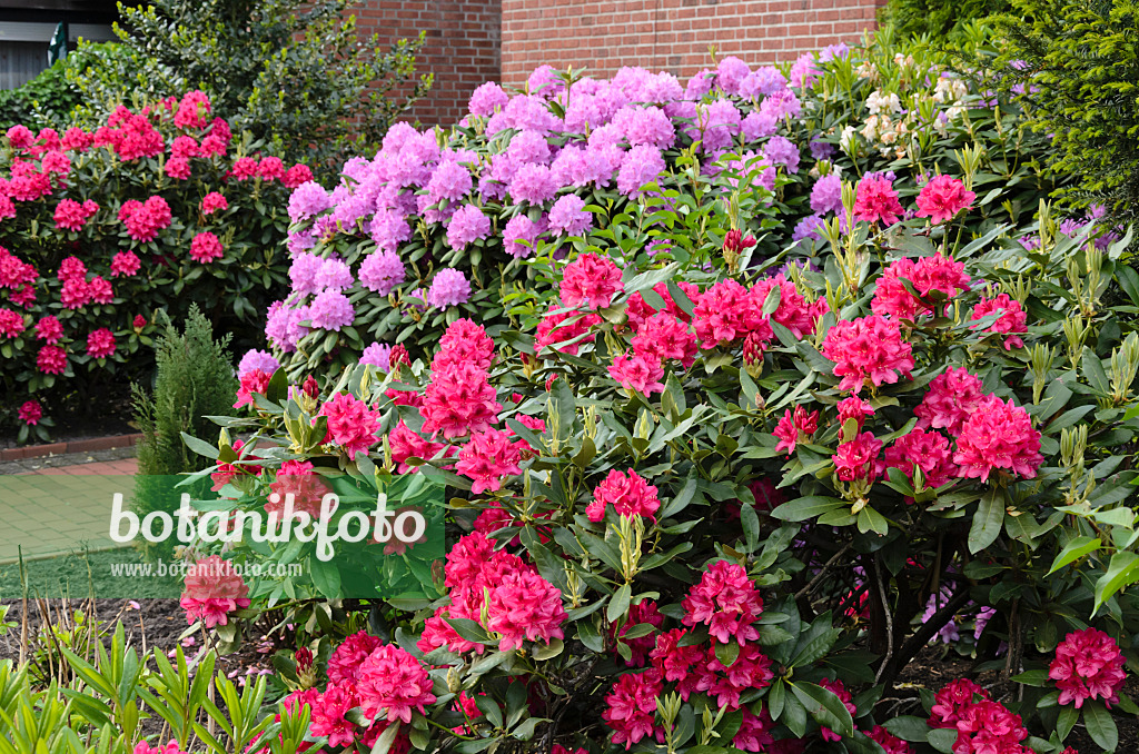 520406 - Rhododendren (Rhododendron) in einem Vorgarten