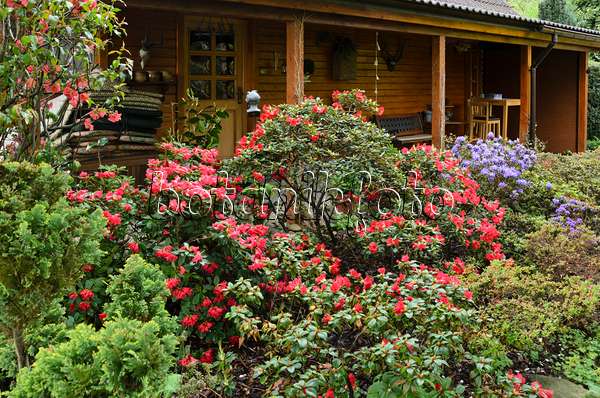 520146 - Rhododendren (Rhododendron) vor einem Gartenhaus