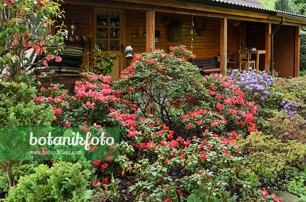 520146 - Rhododendren (Rhododendron) vor einem Gartenhaus