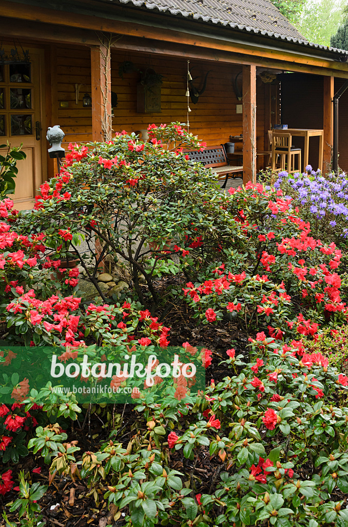 520147 - Rhododendren (Rhododendron) vor einem Gartenhaus