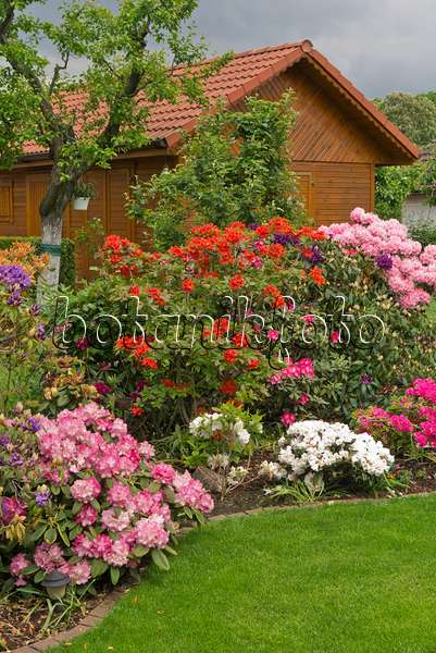 532014 - Rhododendren (Rhododendron) vor einem Gartenhaus