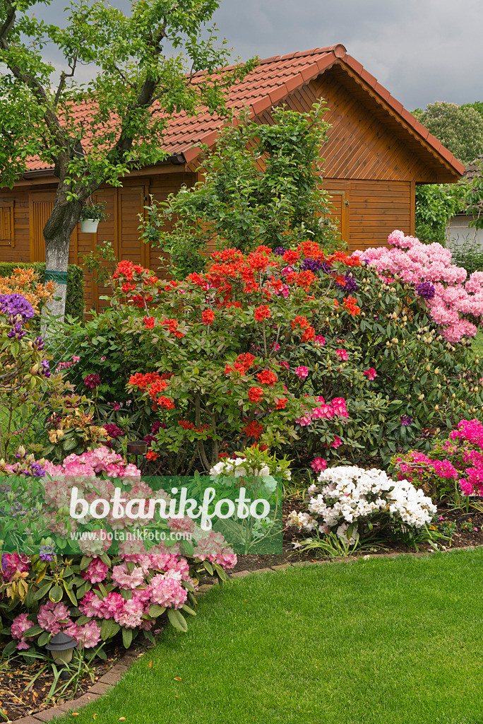 532014 - Rhododendren (Rhododendron) vor einem Gartenhaus