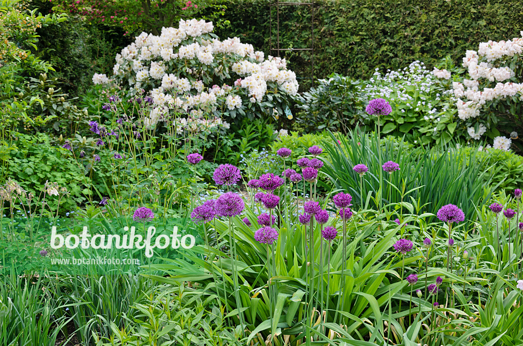 544111 - Rhododendren (Rhododendron) und Zierlauch (Allium)