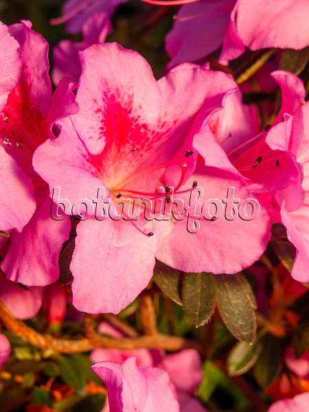 423022 - Rhododendron (Rhododendron)
