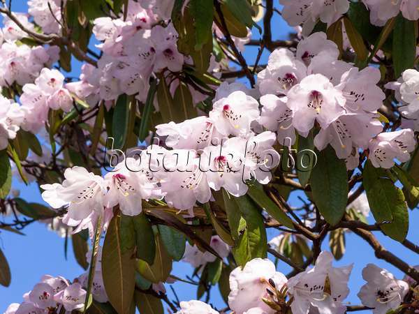 436232 - Rhododendron (Rhododendron)