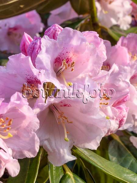 459041 - Rhododendron (Rhododendron)