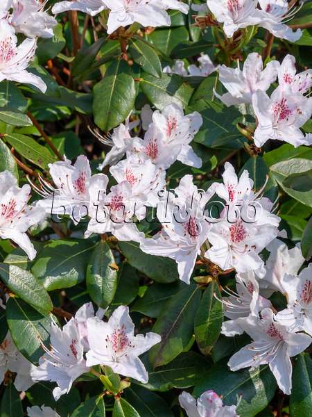 459050 - Rhododendron (Rhododendron)