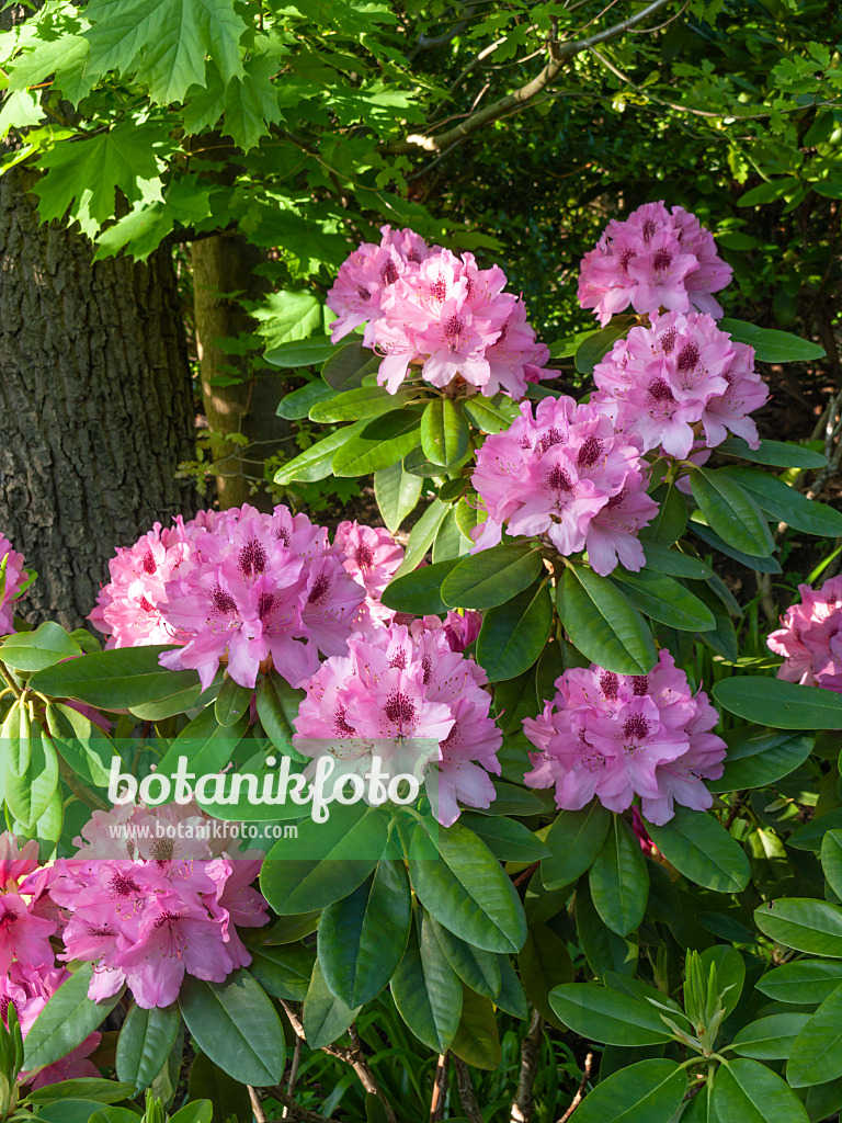 460074 - Rhododendron (Rhododendron)