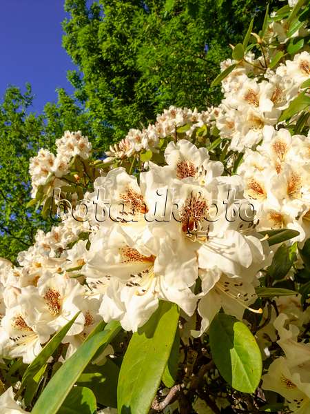 460077 - Rhododendron (Rhododendron)