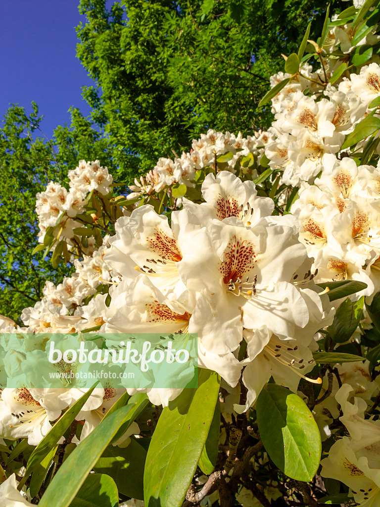 460077 - Rhododendron (Rhododendron)