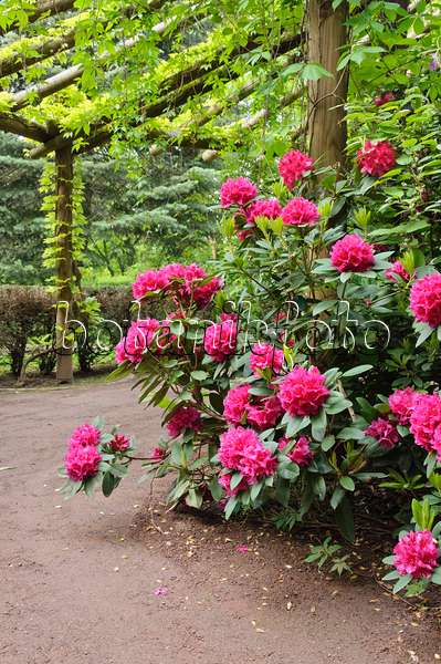 472227 - Rhododendron (Rhododendron)