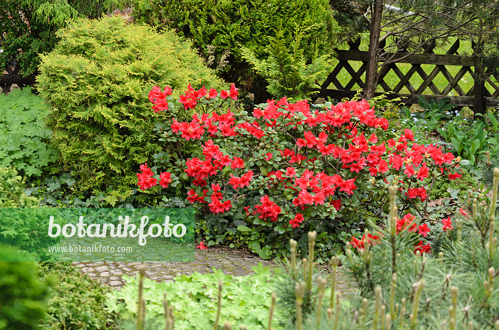 520072 - Rhododendron (Rhododendron)