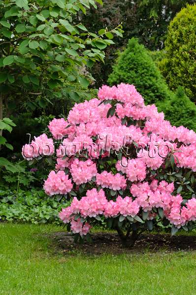 520351 - Rhododendron (Rhododendron)
