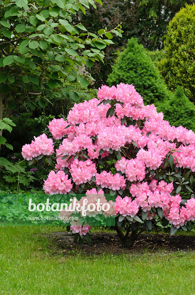 520351 - Rhododendron (Rhododendron)