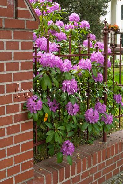 544190 - Rhododendron (Rhododendron) an einem Gartenzaun