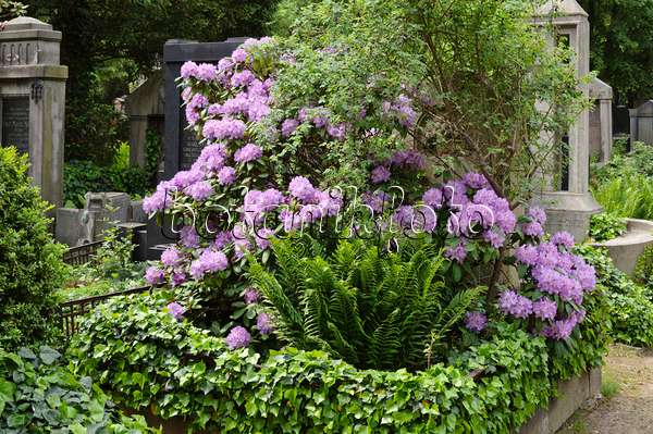 472096 - Rhododendron (Rhododendron) auf einem Friedhof
