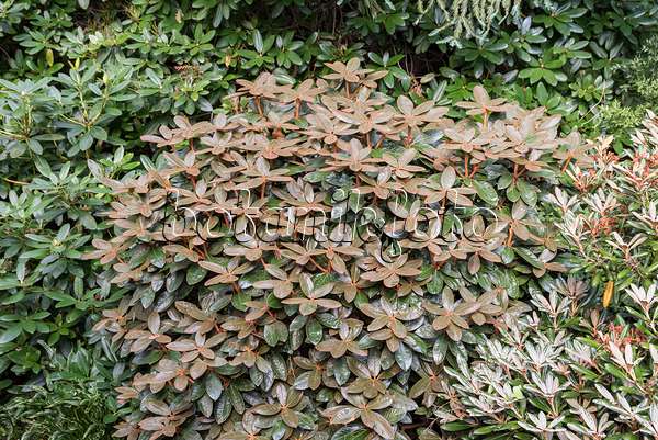 638303 - Rhododendron (Rhododendron bureavii)