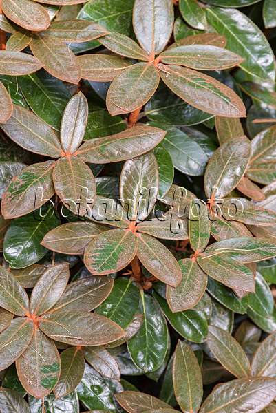 638304 - Rhododendron (Rhododendron bureavii)