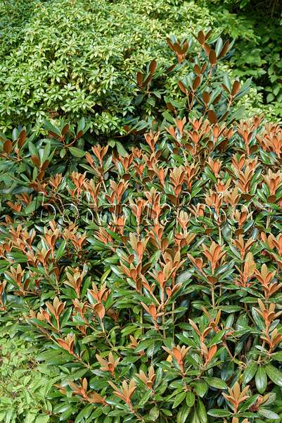 607187 - Rhododendron (Rhododendron bureavii 'Hydon Velvet')