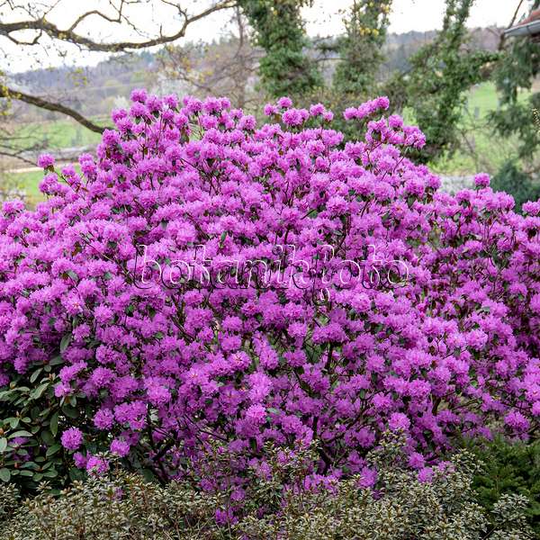 616309 - Rhododendron (Rhododendron carolinianum 'P.J.M. Regal')