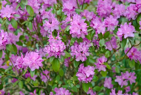 490131 - Rhododendron (Rhododendron carolinianum 'P.J. Mezitt')